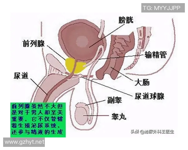患上前列腺疾病后如何正确调整性生活方式？(得了前列腺怎么锻炼)